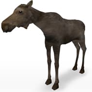 Moose female