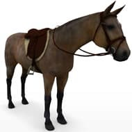 Horse and Sadle