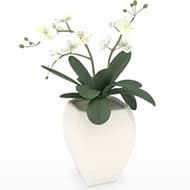 Orchid Flowers