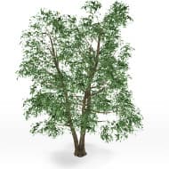 Ulmus tree