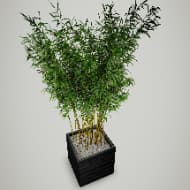 Plant Bamboo in pot