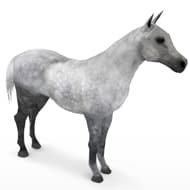 Horse Grey